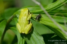 Laubfrosch120519110626