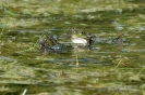 Wasserfrosch130530101522