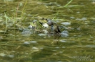 Wasserfrosch130530101553