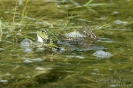 Wasserfrosch130530101600