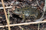 Wasserfrosch190406105756