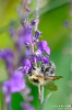 AckerHummel210711115034