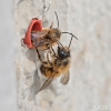 Mauerbiene_Osmia_bicornis160401140020