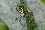 Wespenspinne250817092843