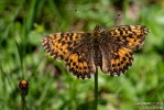 PerlmutterfalterNatterwurz190710121940