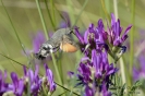 Taubenschwänzchen130626162034