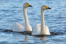 Gänse, Schwäne, Enten