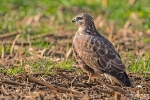 Mäusebussard201203140715