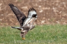 Raufussbussard110103130007