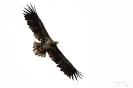 Seeadler150527144702