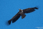 Seeadler220601105511