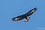 Steinadler180719102055