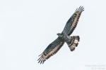 Wespenbussard180520144329