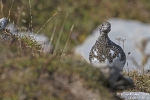 Alpenschneehuhn180905103024