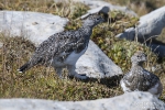 Alpenschneehuhn180905103154