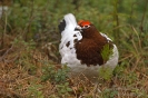 Moorschneehuhn130509061330