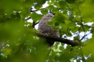 Waldkauz130520083124