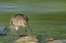 Alpenstrandläufer150828080856