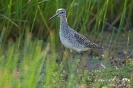 Bruchwasserläufer080429161214