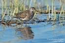 Bruchwasserläufer140528172708