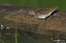 Bruchwasserläufer150805073828-(1)