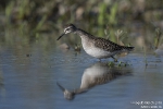 Bruchwasserläufer180904084446