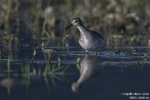 Bruchwasserläufer180904084556