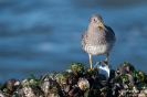 Meerstrandläufer110126132628