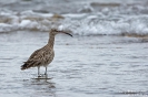 Regenbrachvogel160218160553