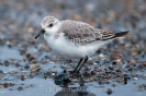 Sanderling110124105219