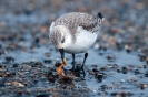 Sanderling110124105231