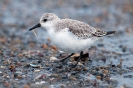 Sanderling110124105249