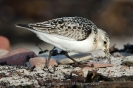 Sanderling111014104626