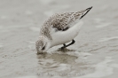 Sanderling120224150706