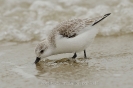 Sanderling120224150710