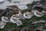 Sanderling171012105344