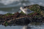 Sanderling171012172019