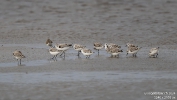 Sanderling240307093214