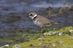 Sandregenpfeifer250904105009