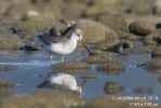 Terekwasserläufer180910084110