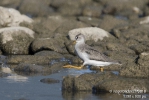 Terekwasserläufer180910084342