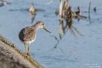 Terekwasserläufer190909182253