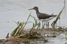 Waldwasserläufer141204130304