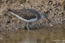 Waldwasserläufer160225120115