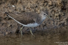 Waldwasserläufer160225120116