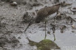 Waldwasserläufer170709104201