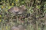 Tüpfelsumpfhuhn170920161356