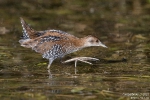 Zwergsumpfhuhn200824091721