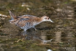 Zwergsumpfhuhn200824091857