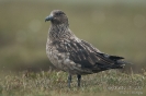 Skua090622182752